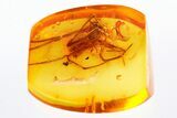 Fossil Pirate Spider (Mimetidae) In Baltic Amber #307213-1